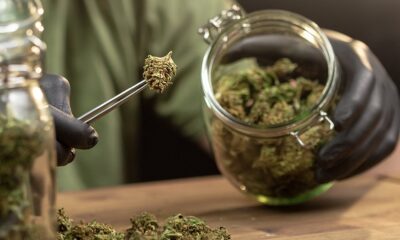 Massachusetts High Court Allows Ballot Measure to End Adult-Use Cannabis Sales to Proceed