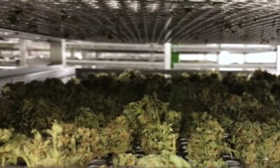 Trulieve's News, Canopy's Turnaround, and Vireo Growth