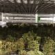 Trulieve's News, Canopy's Turnaround, and Vireo Growth