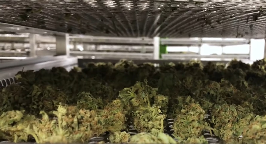 Trulieve's News, Canopy's Turnaround, and Vireo Growth
