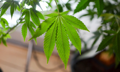 Marijuana Retail Report