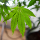Marijuana Retail Report