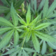 Marijuana Retail Report
