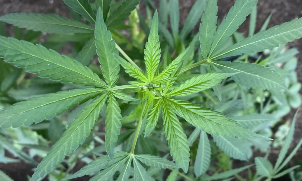 Marijuana Retail Report