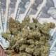 Marijuana Retail Report