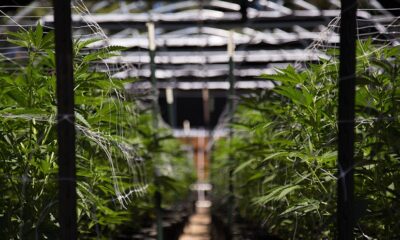 Marijuana Retail Report