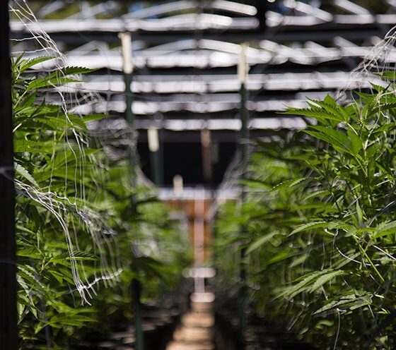 Marijuana Retail Report