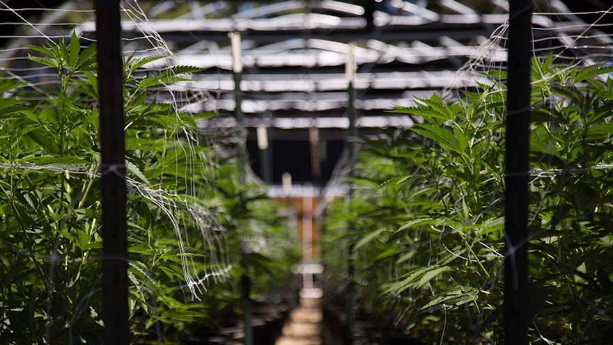 Marijuana Retail Report