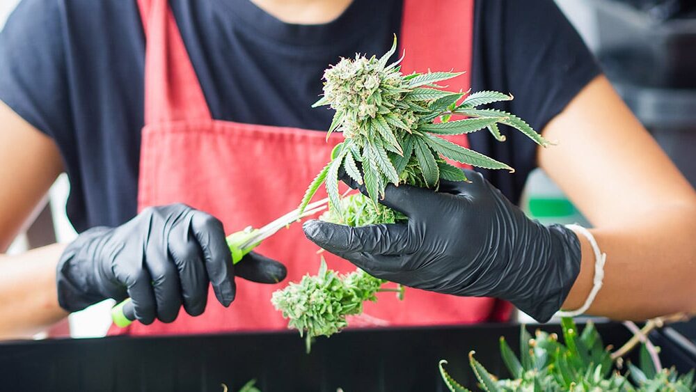 Kansas Governor Candidate Pushes Cannabis Legalization Platform