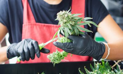 Kansas Governor Candidate Pushes Cannabis Legalization Platform