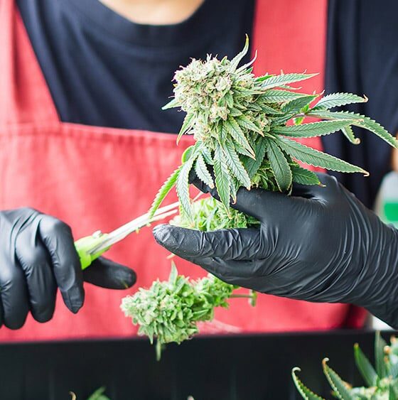 Kansas Governor Candidate Pushes Cannabis Legalization Platform