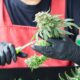 Kansas Governor Candidate Pushes Cannabis Legalization Platform