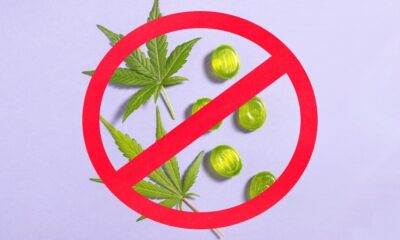 Massachusetts Cannabis Legalization Repeal Effort Qualifies for November Ballot