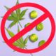 Massachusetts Cannabis Legalization Repeal Effort Qualifies for November Ballot