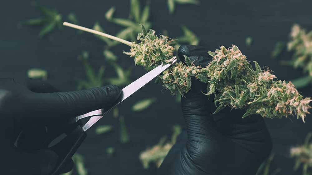 Missouri Cannabis Workers Win Union Contract to Secure Higher Pay and Paid Vacation