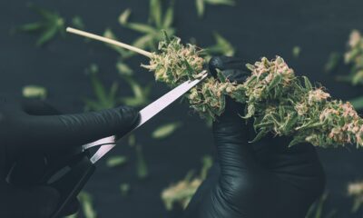 Missouri Cannabis Workers Win Union Contract to Secure Higher Pay and Paid Vacation