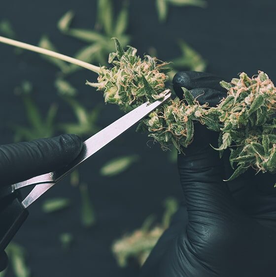 Missouri Cannabis Workers Win Union Contract to Secure Higher Pay and Paid Vacation