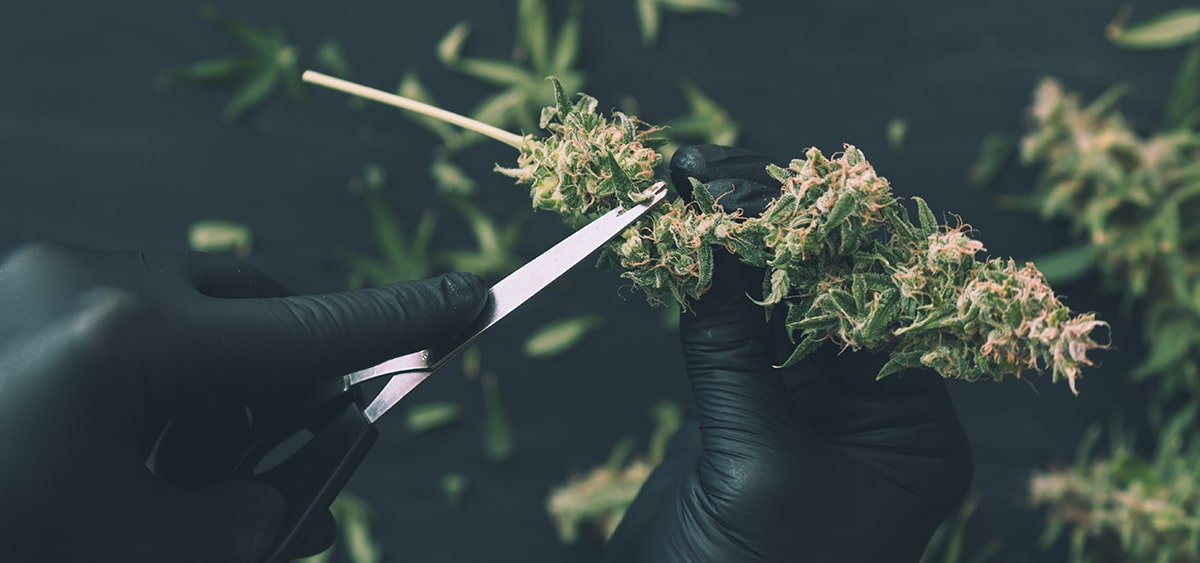 Missouri Cannabis Workers Win Union Contract to Secure Higher Pay and Paid Vacation
